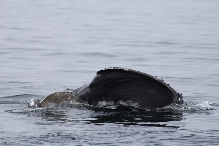 April 15 feeding humpback 6